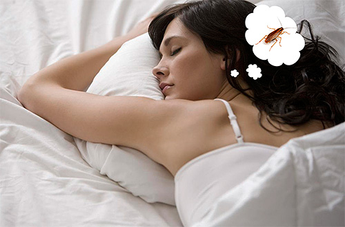 Voyons de quoi peuvent rêver les cafards rouges et noirs, petits et grands...