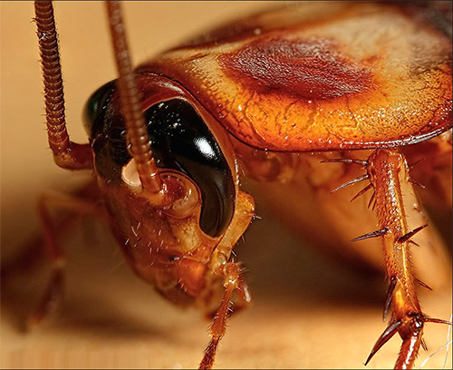 Si vous rêviez d'un gros cafard...