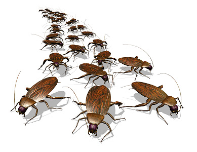 Si vous rêvez d'un grand nombre de petits cafards