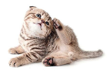 Avant de retirer les puces de la maison, vous devez en débarrasser vos animaux de compagnie.