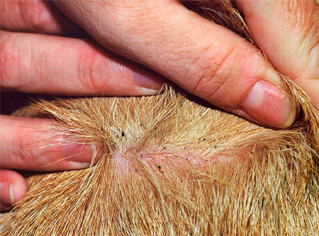 Un animal de compagnie peut facilement faire apparaître une nouvelle population de puces dans un appartement.