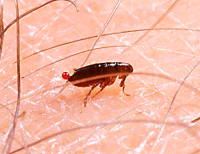 Photo: une puce boit du sang humain