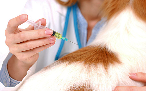 Les injections de puces ne doivent être utilisées qu'en dernier recours.