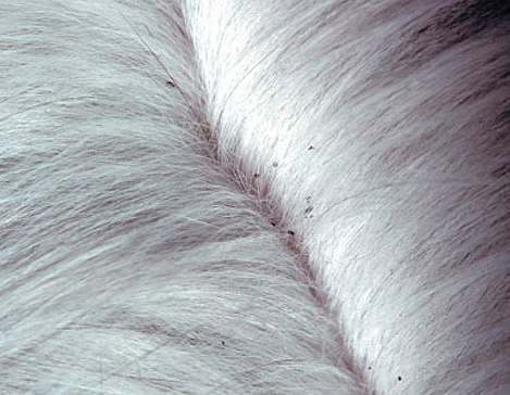 Excréments de puces sur laine