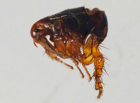 Photo d'une puce de chat