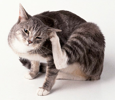 Nous enlevons les puces d'un chat à la maison