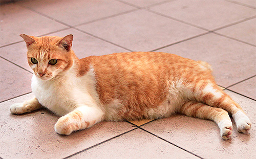 Le traitement des puces chez les chattes enceintes doit être particulièrement prudent