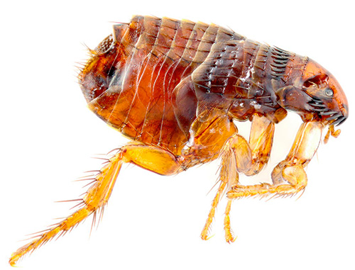 Photo d'une puce au microscope