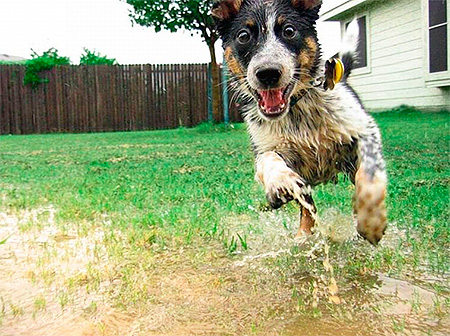 La laine très sale prédispose aux puces