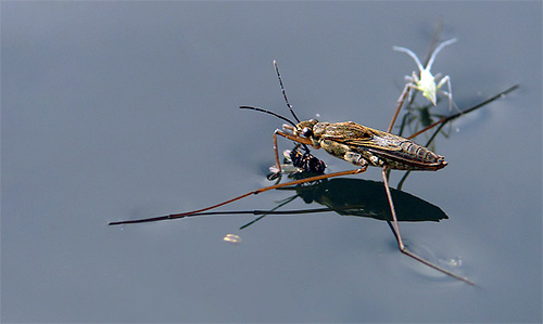 Le marcheur d'eau a attrapé une mouche