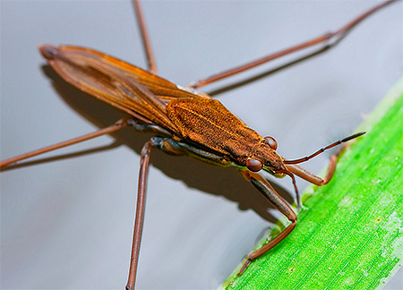 Marcheur d'eau de bogue brun