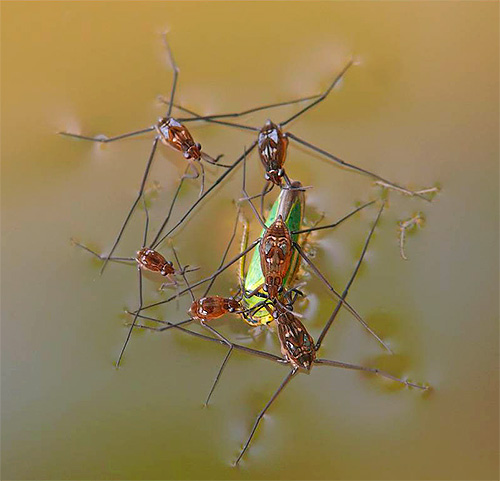 Marcheurs d'eau africains