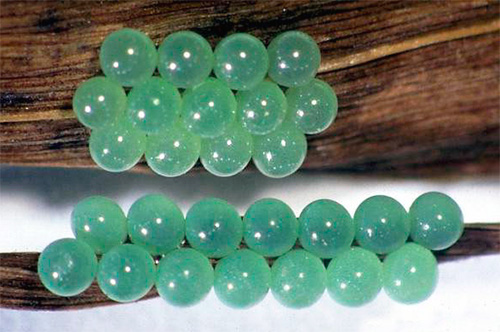 Oeufs de punaises de lit tortue nuisible