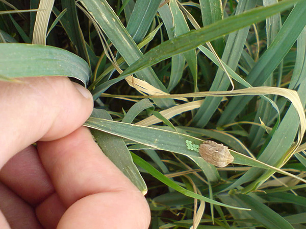 Les œufs sont généralement de couleur verdâtre.