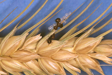 Oeufs et larves d'un insecte sur une oreille