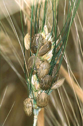 Insectes de tortue sur un épi de blé