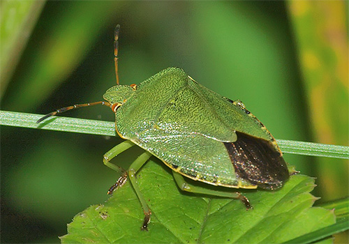 Bug vert (sinon - bug d'arbre ou de bouclier)