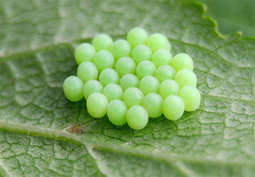 oeufs de punaise des arbres