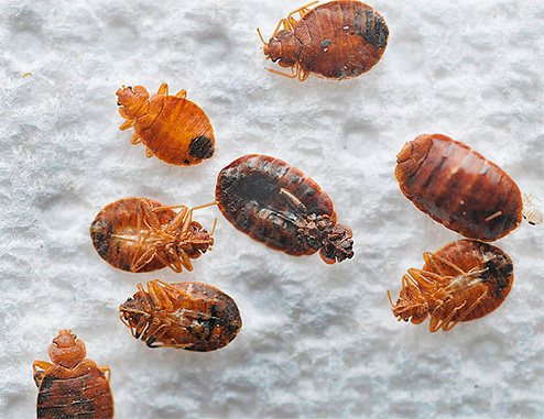 Punaise de lit morte