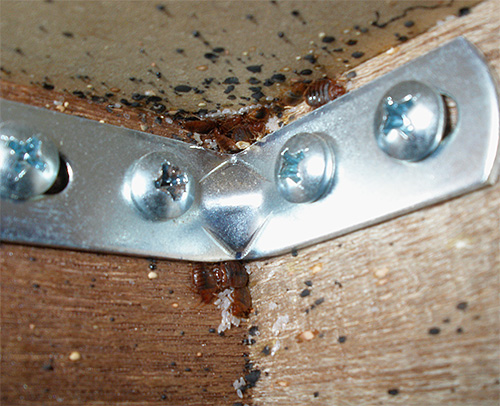 La photo montre des punaises de lit et leurs œufs.