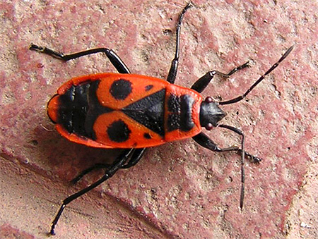 Les insectes soldats ont un motif caractéristique sur le dos.