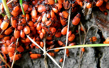 Larves d'insectes de soldat