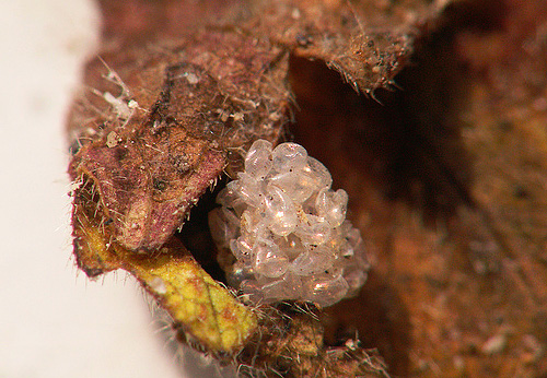 Voici à quoi ressemblent les œufs d'insectes soldats