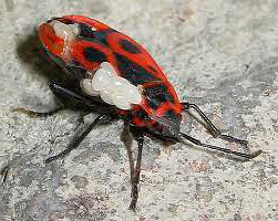 Punaise de lit et ses œufs