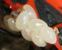 Oeufs d'insectes de soldat: photo en gros plan