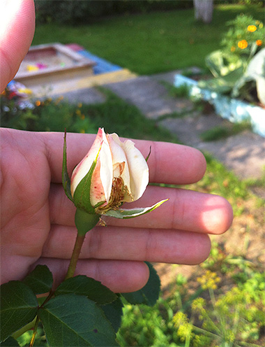 Plante tuée par les punaises de lit