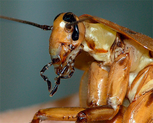 Les cafards sont de retour dans les appartements