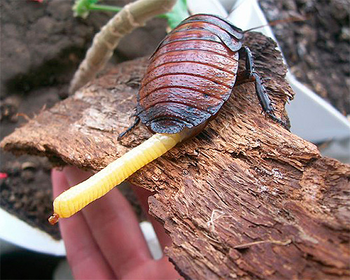 Cafard femelle avec oothèque