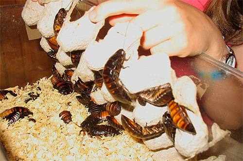 Il est important d'éviter l'humidité de la literie dans la maison des cafards.