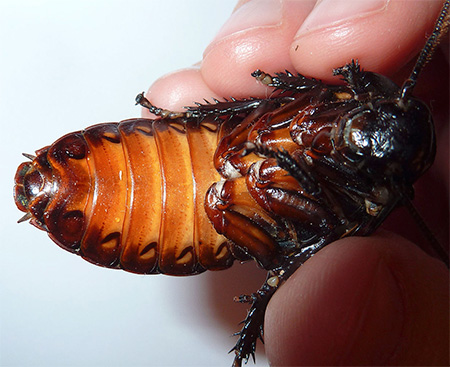 Il existe environ 20 espèces de cafards de Madagascar