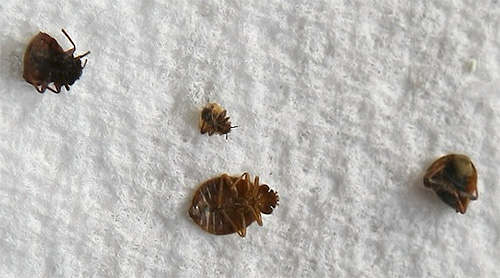 La cyperméthrine affecte le système nerveux des punaises de lit