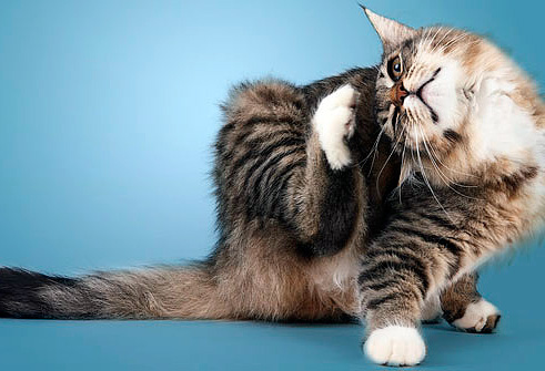 Parlons des colliers anti-puces pour chats