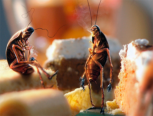 La nuit, vous devez retirer toutes les miettes de la table et cacher les sources de nourriture