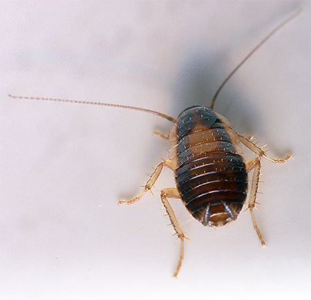 Photo d'une larve d'un cafard rouge (nymphe)