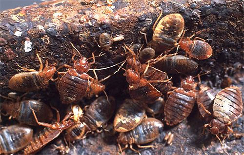Tant qu'il y aura des punaises de lit dans la maison, les piqûres seront inévitables.