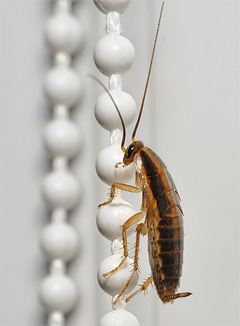 L'efficacité du médicament Get peut dépasser celle du remède obsolète contre les cafards Gett