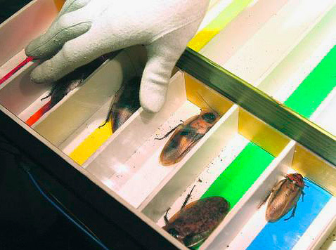 On pense que les courses de cafards ont atteint leur apogée en Turquie.