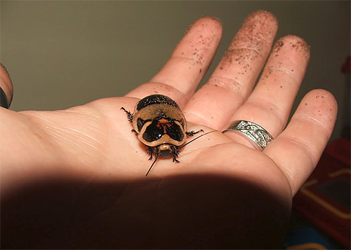 Lucihormetica subcincta (photo)