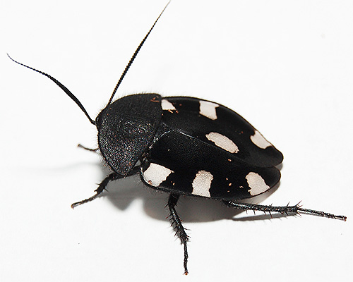 Cafard d'échecs (Therea Bernhardti)