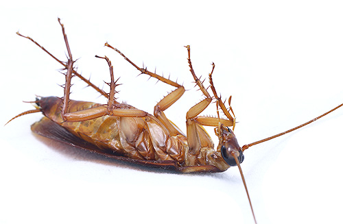 L'avantage des aérosols est le taux élevé de destruction des insectes