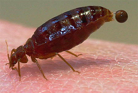 Les excréments de punaises de lit peuvent également provoquer des allergies.