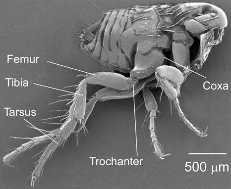 Puce de chien sous le microscope