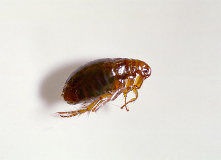 Les puces sont des insectes très intéressants.