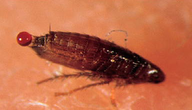 Les excréments de puces contiennent du sang non digéré