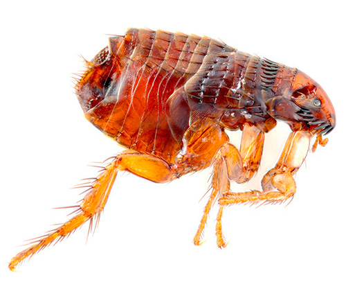 Photo gros plan d'une puce