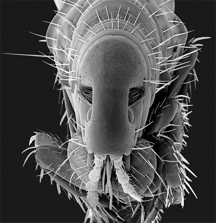 Puce de chien: photo de face